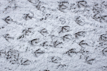 traces of ducks and man in the snow