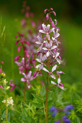 Diptam, Dictamnus albus.