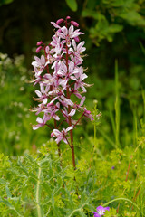 Diptam, Dictamnus albus.