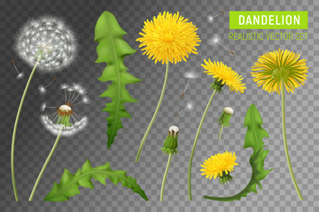 Realistic Dandelions Transparent Set