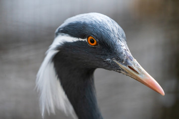 Reiher