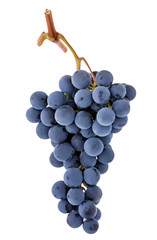 Grape bunch isolated. Blue dark purple berry grapes isolated on white background.
