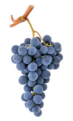 Blue purple dark wine grape bunch isolated on white background as detail for packaging design