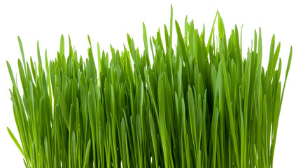 Fototapeta na wymiar Isolated green grass sprouts on white background