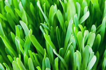 Green spring grass sprouts as a beautiful background