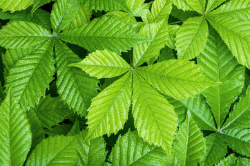 Green leaf natural background. Fresh horse chestnut leaves as summer nature backdrop, close-up