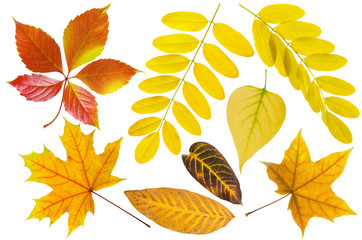 Autumn multicolored red and yellow leaf set isolated on white background