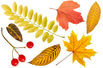 Autumn seasonal colorful red, yellow and brown leaf set with viburnum berry isolated on white background
