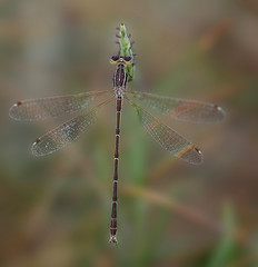 Dragonfly seen from above leaning on a branch