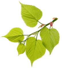 Linden tree fresh branch with green leaves isolated on white background