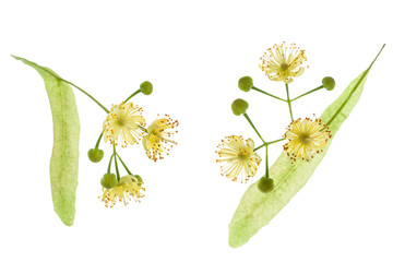 Two Linden tree flower with petals isolated on white background, close-up