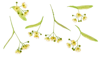 Obraz premium Set of Linden flower isolated.Linden flowers bloom with leaves and petals isolated on white background.