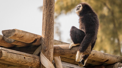 White headed gibbon climbing