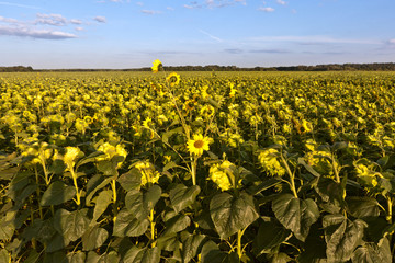 Field of blooming sunflowers on background of blue sky