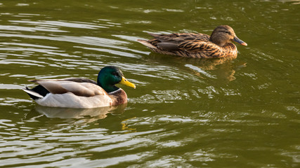Beautiful ducks swimming in the lake in Ramat Gan, Israel