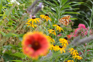 Schmetterling 650 © K.-U. Häßler