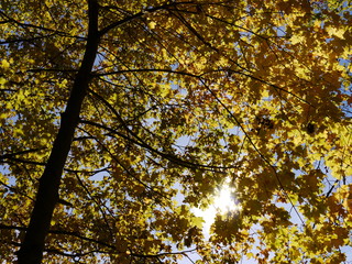 Golden sun shining through autumnal leaves