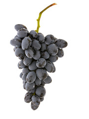 Wine grapes berries with water drops isolated on white background