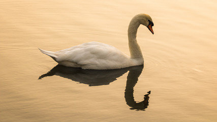 Beautiful white swan swimming in the lake in Ramat Gan, Israel