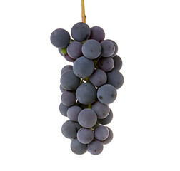 Grapes bunch isolated on white background. Ripe blue wine grape  berry on stem as  detail for packaging design