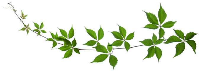 Wild vine branch with green fresh leaves isolated on white background