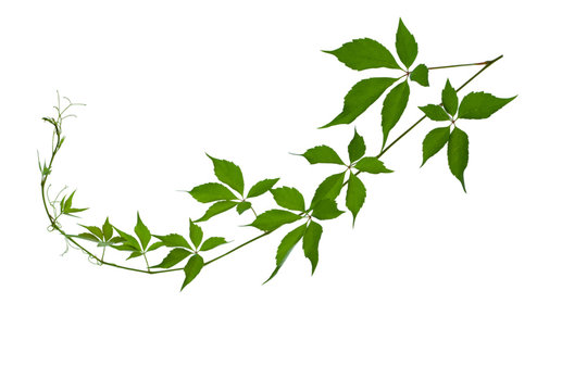Wild vine branch with green fresh leaves isolated on white background