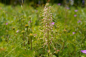 Bocks-Riemenzunge oder Bocksorchis, Himantoglossum hircinum