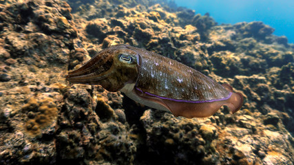 Fototapeta premium Underwater photo of Cuttlefish
