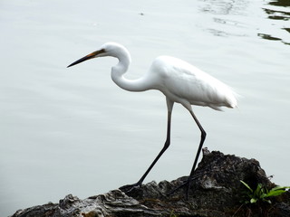 Aigrette en train de pêcher dans un étang