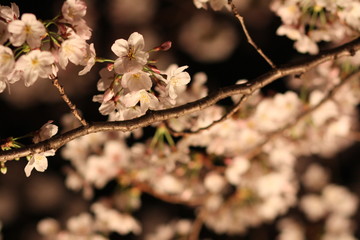 夜桜