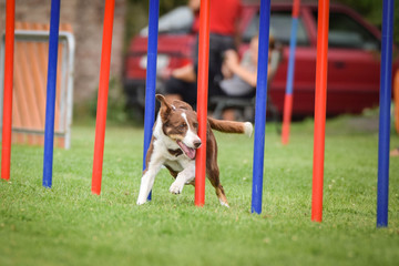 Redmerle border collie is running on czech agility competition slalom. Prague agility competition...