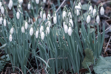 a garden there are some snowdrops, Galanthus nivalis, announcing spring
