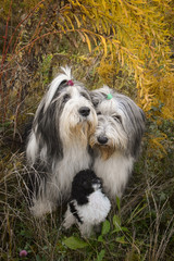 Portrait of bearded collies and puppy of poodle under the yellow flower.  So patient models.