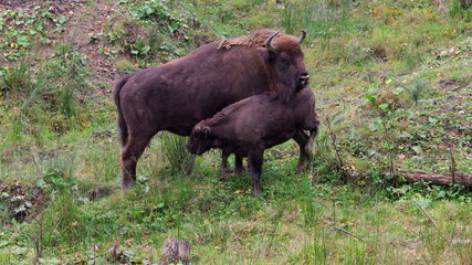The European bison (Bison bonasus), also known as wisent