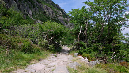 Fototapeta na wymiar a trail in the Giant Mountains