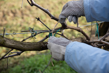 Tying a grapevine branch to the brackets