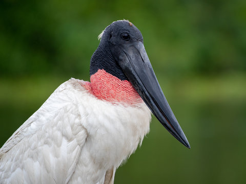Hals und Kopf eines freigestellten Jabiru Storches vor gr&uuml;nem Hintergrund