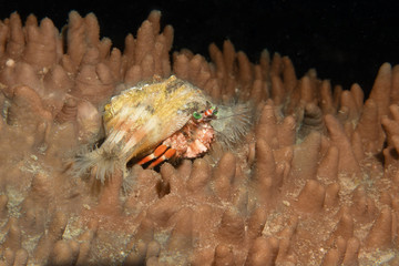 Hermit crab is running, close up, on the red soft coral