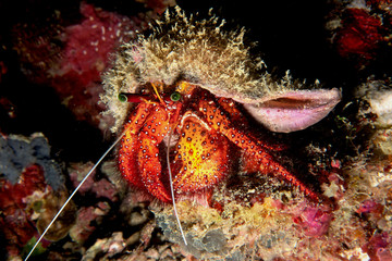 Big red hermit crab close up