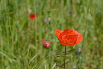 Fototapeta na wymiar Landscape nature- red poppy