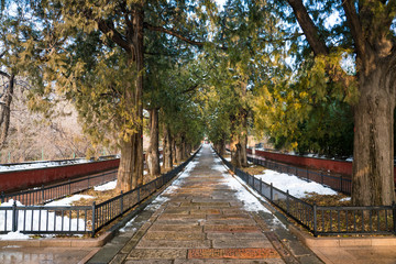Tree-lined road leading to the Temple of the Reclining Buddha in Beijing Botanical Garden after snowfall.