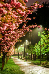 rose cherry blossom park on spring rainy evening, street lights