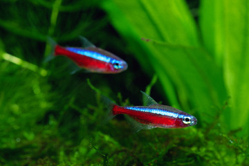 カージナルテトラ