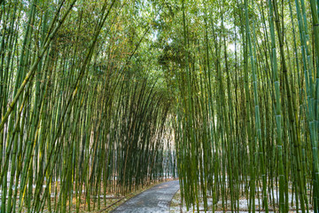 Obraz premium Bamboo forest in Beijing Botanical Garden after winter snow