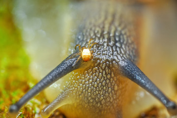Close up  beautiful Snail in the garden