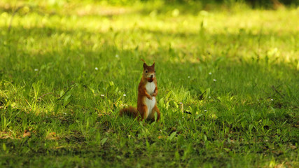 Cute little red squirrel standig upright in the green grass in summer in the shade with a nut in its mouth, sciurus vulgaris