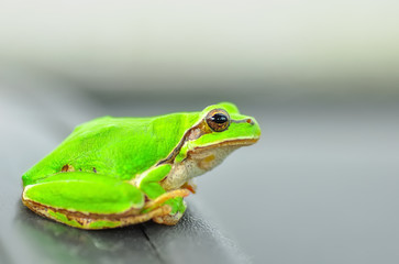 Beautiful Europaean Tree frog Hyla arborea 