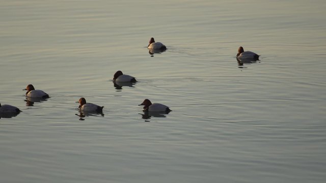 Duck swiming in water, birds, Nature