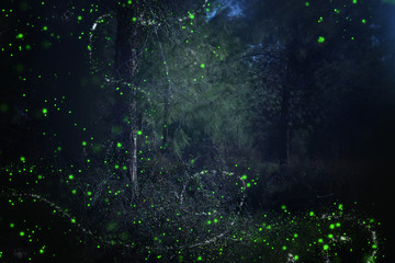 Fototapeta na wymiar Abstract and magical image of Firefly flying in the night forest. Fairy tale concept