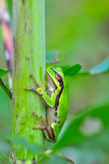 Beautiful Europaean Tree frog Hyla arborea 